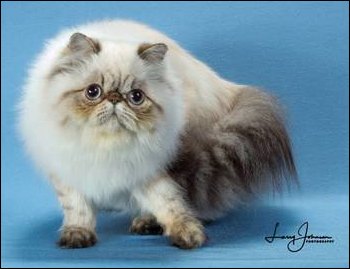 10th Best Himalayan Kitten